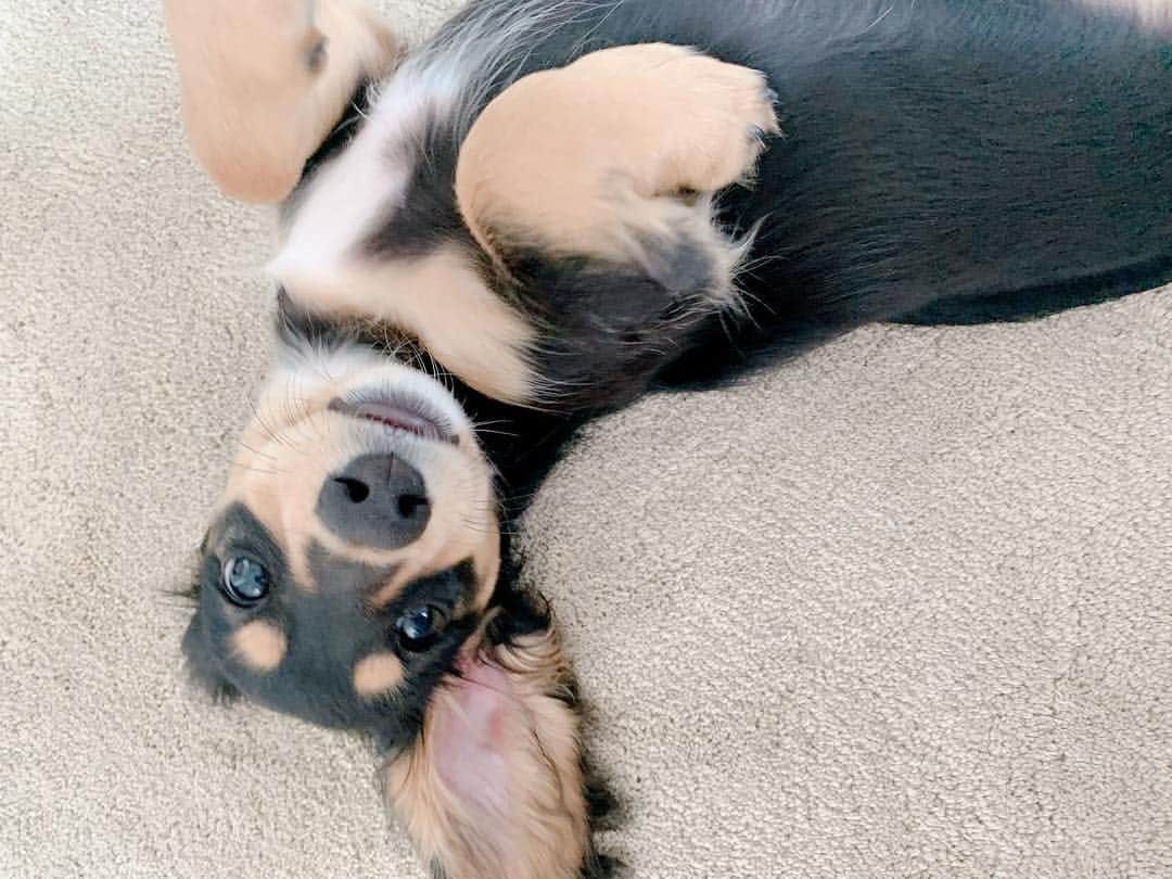 高原愛さんのインスタグラム写真 - (高原愛Instagram)「Morning Momo🐶🍑Love😘  #cute#cutie#lovely#newfriend#kindness#happy#dachshund#dachshunds#dachshundpuppy#dachshund_love  #dachshundlove#doxie#doxiepuppies#doxieworld#dog#dogstagram#petstagram#pet#pets#puppy#sweetie#woof#ダックス#ダックスフンド#子犬#短足部#🐶#🍑」4月6日 6時01分 - ai_takahara_ai