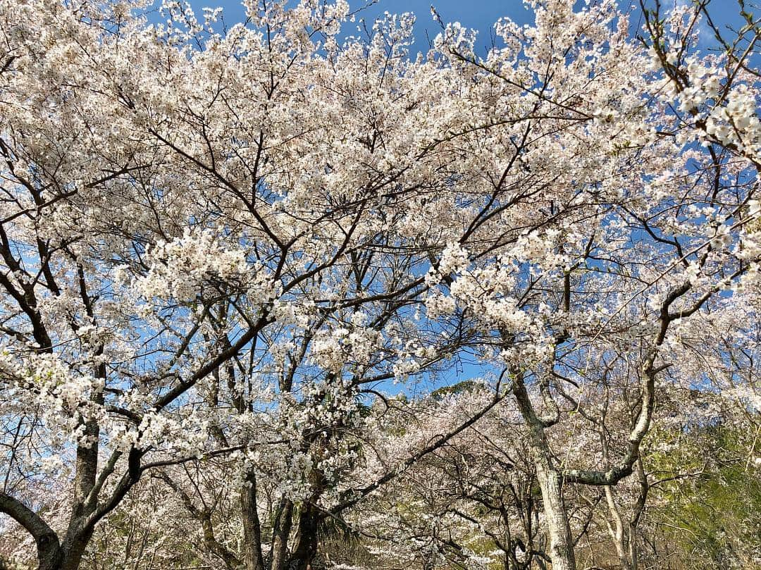 まんちの樹（マンチカンブリーダー）さんのインスタグラム写真 - (まんちの樹（マンチカンブリーダー）Instagram)「近所へお花見に行きました。春を感じて、桜の香りに幸せ、春風の心地良さに幸せ、土手の小さな花に幸せ、健康に生きてるって幸せ。小さな幸せをたくさん感じ、また頑張ろう👊ってパワーもらいました🌸  #春#小さな幸せ#自然のパワー#頑張ろう」4月6日 6時30分 - machiyominoura