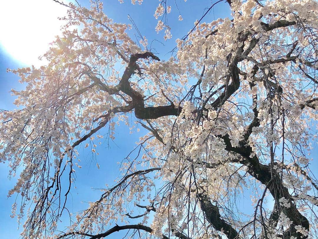 まんちの樹（マンチカンブリーダー）さんのインスタグラム写真 - (まんちの樹（マンチカンブリーダー）Instagram)「近所へお花見に行きました。春を感じて、桜の香りに幸せ、春風の心地良さに幸せ、土手の小さな花に幸せ、健康に生きてるって幸せ。小さな幸せをたくさん感じ、また頑張ろう👊ってパワーもらいました🌸  #春#小さな幸せ#自然のパワー#頑張ろう」4月6日 6時30分 - machiyominoura