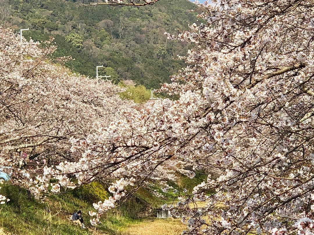 まんちの樹（マンチカンブリーダー）さんのインスタグラム写真 - (まんちの樹（マンチカンブリーダー）Instagram)「近所へお花見に行きました。春を感じて、桜の香りに幸せ、春風の心地良さに幸せ、土手の小さな花に幸せ、健康に生きてるって幸せ。小さな幸せをたくさん感じ、また頑張ろう👊ってパワーもらいました🌸  #春#小さな幸せ#自然のパワー#頑張ろう」4月6日 6時30分 - machiyominoura