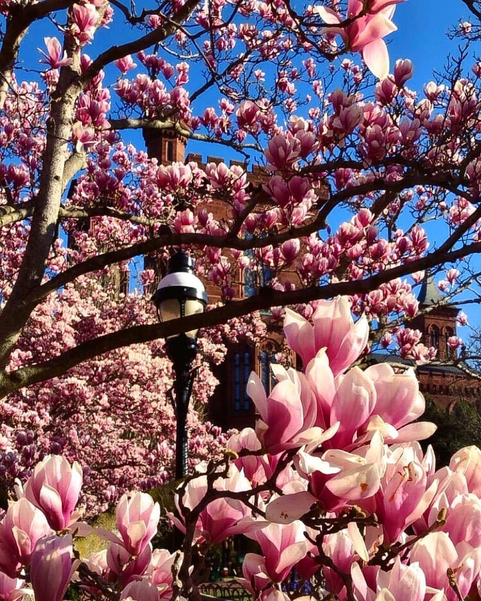 スミソニアン博物館さんのインスタグラム写真 - (スミソニアン博物館Instagram)「Dreary weather in D.C. has us dreaming of last week’s blooming saucer magnolias (Magnolia x soulangeana) in the Enid A. Haupt Garden. You wouldn’t know it when you’re there, but the space behind our Castle building is a rooftop garden, sitting on top of the underground museum complex that includes @nmafa and @freersackler.  Thanks to @smithsoniangardens for keeping our spaces beautiful, rain or shine.☔️☀️」4月6日 6時36分 - smithsonian