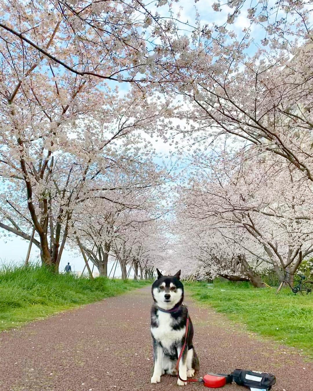 くろさんのインスタグラム写真 - (くろInstagram)「🌸朝んぽ🌸 #ソメイヨシノ #cherryblossom  #柴犬と桜 #桜と柴犬 #黒柴と桜 #桜と黒柴 #kuroshiba #blackshiba #shibainu #shibastagram #instadog #dogstagram #柴犬 #黒柴 #日本犬 #和犬 #いぬら部 #ふわもこ部 #柴犬部 #モフモフ生命体 #柴犬のいる暮らし #わんこのいる暮らし #わんこのいる生活 #わんこと一緒 #わんダフォ #わんだふるjapan #耳ピーン」4月6日 6時41分 - m6bmw