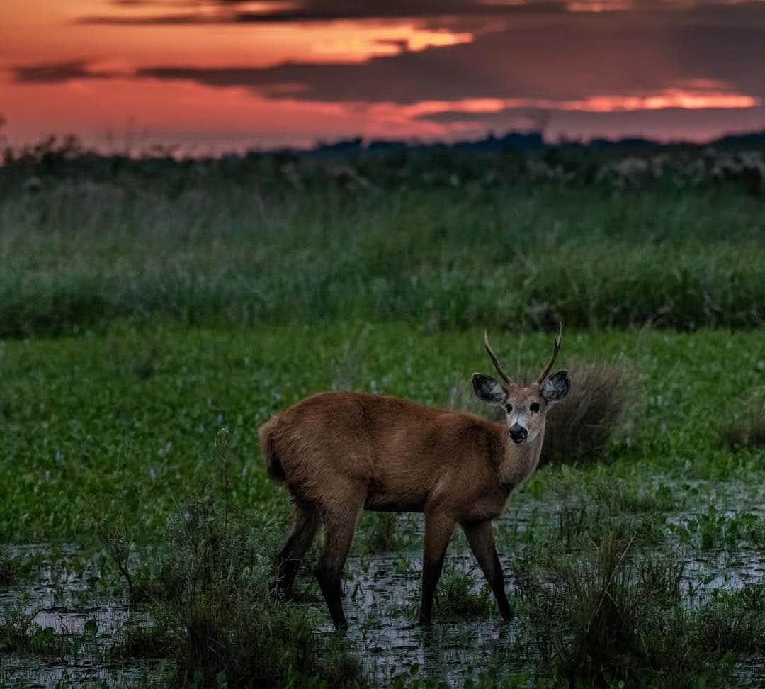 thephotosocietyさんのインスタグラム写真 - (thephotosocietyInstagram)「Photo by @bethjwald // A young marsh deer  looks up from his evening grazing, as the sunset turns clouds pink and orange over the Esteros del Iberá, a vast wetlands in Corrientes Province, Argentina.  The marsh deer (Blastocerus dichotomus) is South America’s largest deer and used to have a huge range across the continent, but its numbers have been drastically reduced and it now occurs only as isolated populations in a few river basins of central South America.  The resurgence of the population in Iberá has been a huge success story for this beautiful deer – it has been protected within a Provincial Park and Reserve within the Iberá basin for several decades, but its protected range has been vastly expanded with recent creation of Iberá National Park.  The creation of the national park and the recuperation and restoration of the fauna of Iberá is an initiative of the Conservation Land Trust (CLT),the Argentine team of Tompkins Conservation, along with the Province of Corrientes, the Argentine  government and the National Park service. I am in Argentina documenting CLT and other conservation projects, check out more images on my feed @bethjwald and  on CLT’s: @cltargentina  #esterosdelibera #rewilding #wetlands #argentinawild #nationalparks @parqueiberacorrientes  @tompkins_conservation」4月6日 6時46分 - thephotosociety