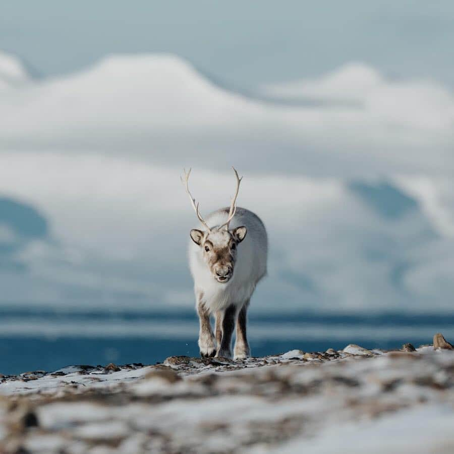 Canon Photographyさんのインスタグラム写真 - (Canon PhotographyInstagram)「A place which is dominated by the freezing cold. Svalbard.  @omeragraph visited the Norwegian archipelago in March and this is what he came up with! Make sure to swipe across and watch the stunning video, as well!  #svalbard #visitsvalbard #arctic #arcticfox #reindeer #winter」4月6日 6時57分 - cpcollectives