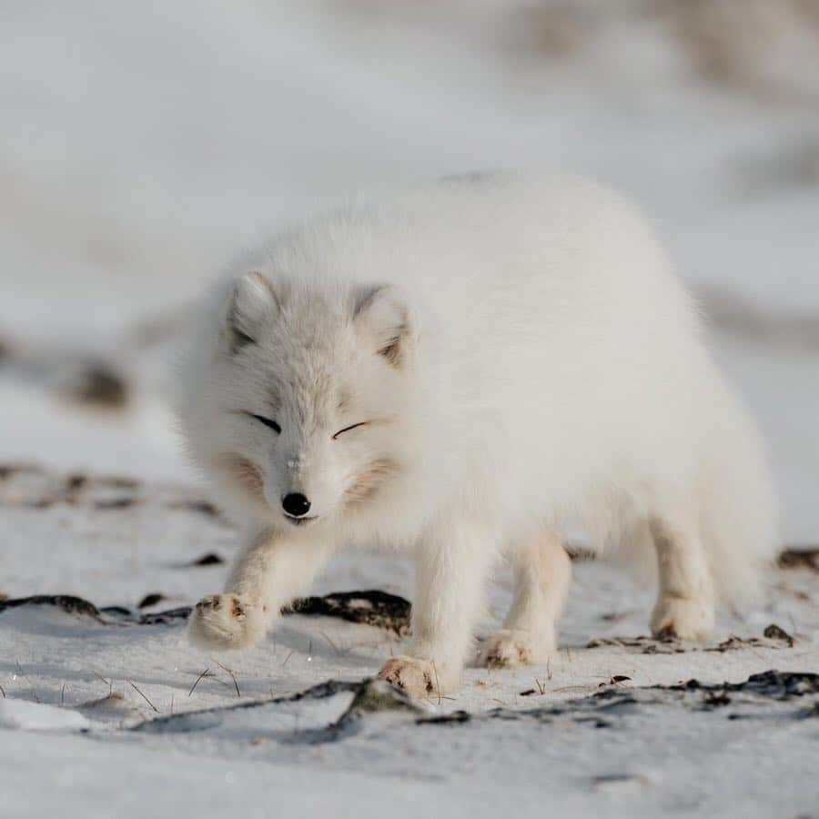 Canon Photographyさんのインスタグラム写真 - (Canon PhotographyInstagram)「A place which is dominated by the freezing cold. Svalbard.  @omeragraph visited the Norwegian archipelago in March and this is what he came up with! Make sure to swipe across and watch the stunning video, as well!  #svalbard #visitsvalbard #arctic #arcticfox #reindeer #winter」4月6日 6時57分 - cpcollectives