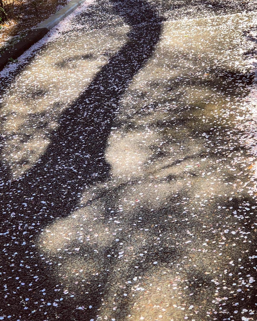 奥井亜紀さんのインスタグラム写真 - (奥井亜紀Instagram)「影も満開の桜さくらサクラ。#お散歩は三歩でも良し」4月5日 22時12分 - akiokui