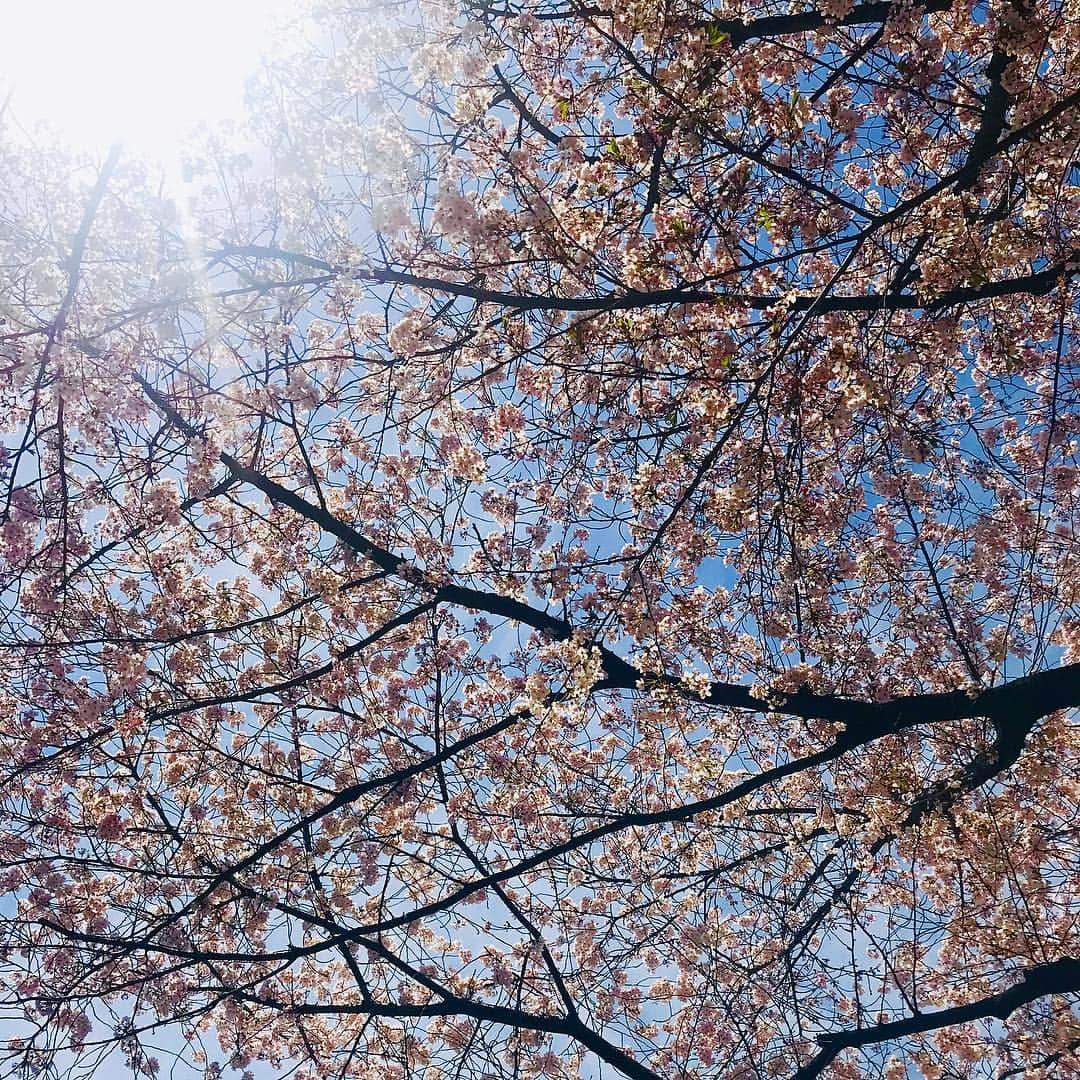 堀田茜さんのインスタグラム写真 - (堀田茜Instagram)「今年も花見できなそう… でも今日のロケがぽかぽかすぎてセロトニン出まくったからいいんだ🍡 #お花見への憧れ #花見ロス #一瞬でなくなる儚さよ」4月5日 22時13分 - akanehotta