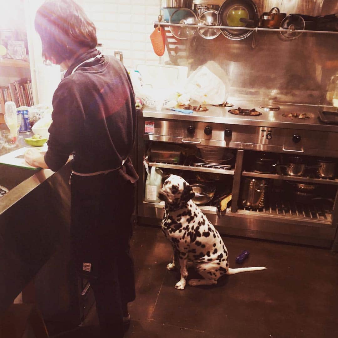 高岡早紀 さんのインスタグラム写真 - (高岡早紀 Instagram)「今夜もおウチごはん。。 誰かがなにかを狙ってる…⁈ #早紀おウチごはん #dalmatian」4月5日 22時26分 - saki_takaoka