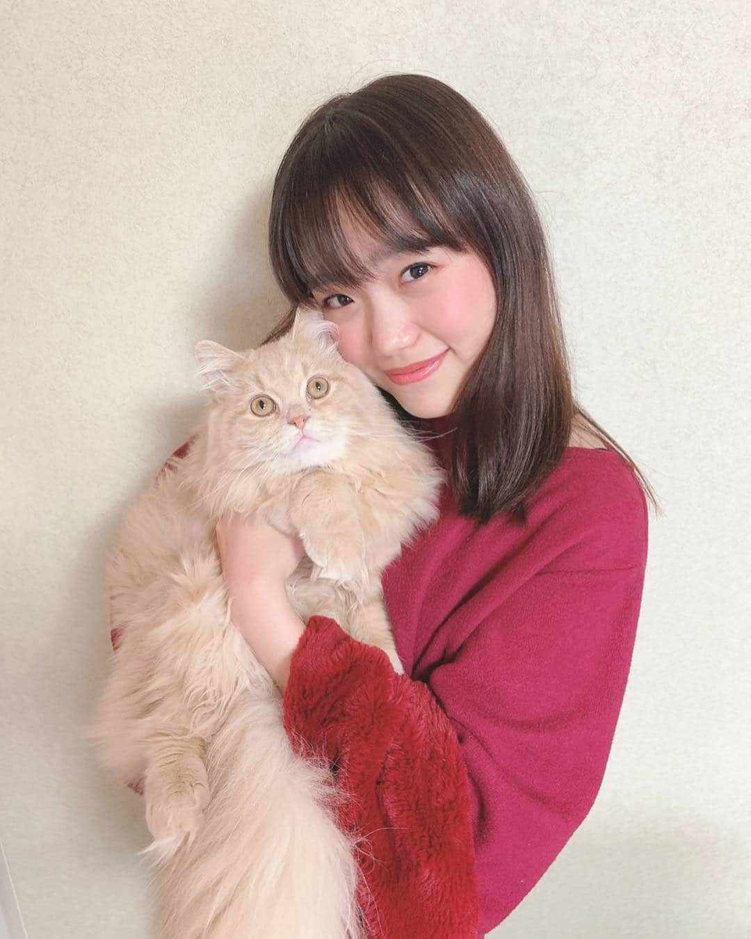 のインスタグラム：「みるくどうですか？💕 ママに協力してもらって音が鳴るボールを使ったら 上手に撮れました(*´▽｀*) めちゃ目真ん丸でこんな前向いてくれるなんてモデルみるく出来るなっ😍笑. . . . 今日はなんだか視野が広がったというか、 夢が広がったような感覚になって、 あっという間に１日が経ってました！ こんな日もいいなぁ☆☆☆. . #みるく#猫#cat#かわいい」