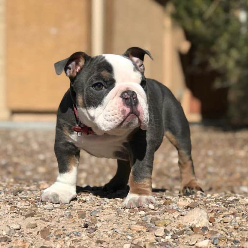 Bodhi & Butters & Bubbahさんのインスタグラム写真 - (Bodhi & Butters & BubbahInstagram)「Flying to Vegas ✈️ #blessed to meet Bodhi and Butters’ stepbrother while I’m there! @minibulldogsrus @davion_dagreat . . . . #bulldog #puppy #love #blackandwhite #baby #smile #it #is #friday」4月5日 22時23分 - keonistuff