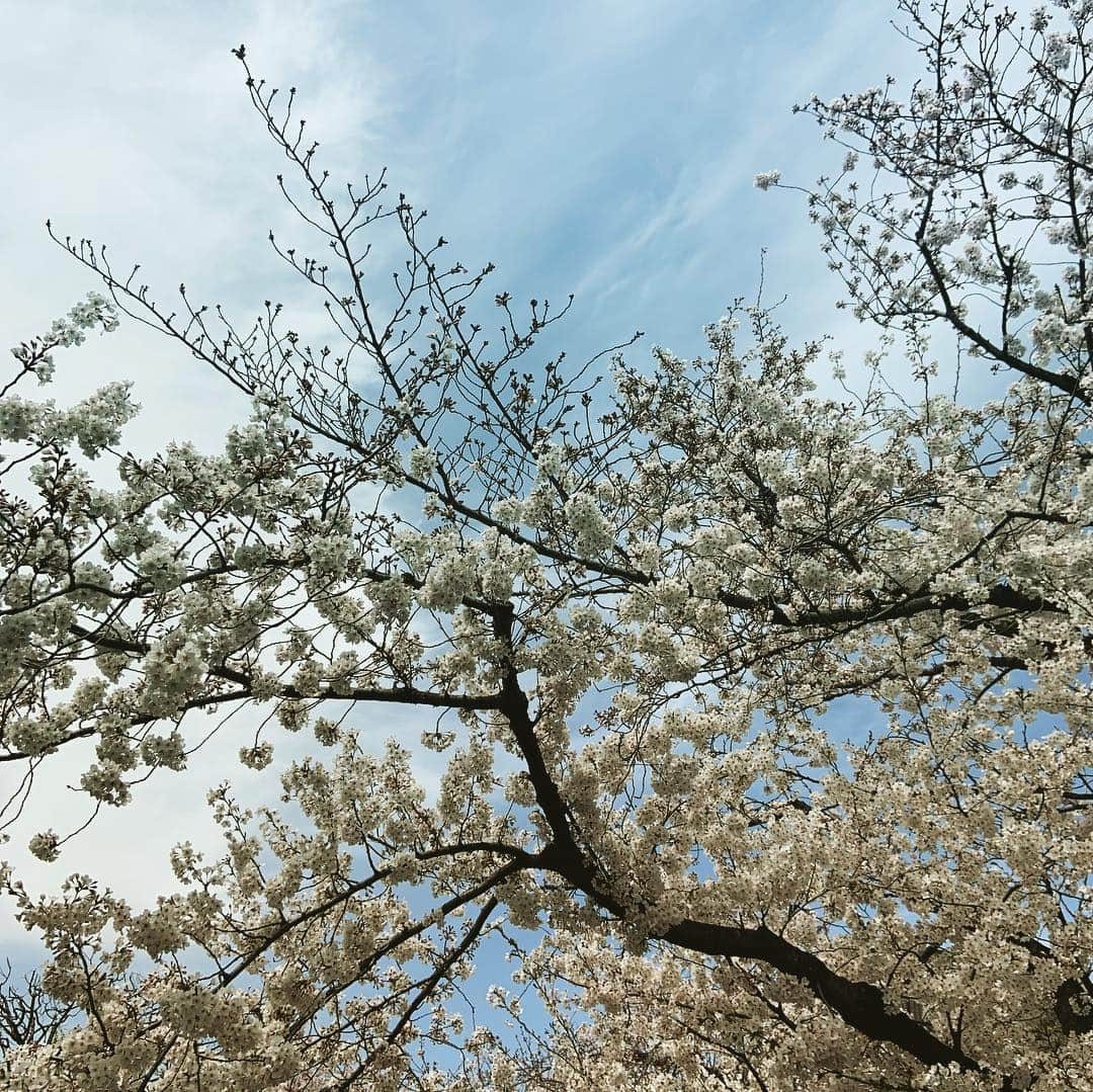 玉城ちはるさんのインスタグラム写真 - (玉城ちはるInstagram)「桜はどうしてこんなにも綺麗なんだろぅ  #桜 #人生を考えたくなる #救われる」4月5日 22時24分 - chiharu_tamaki