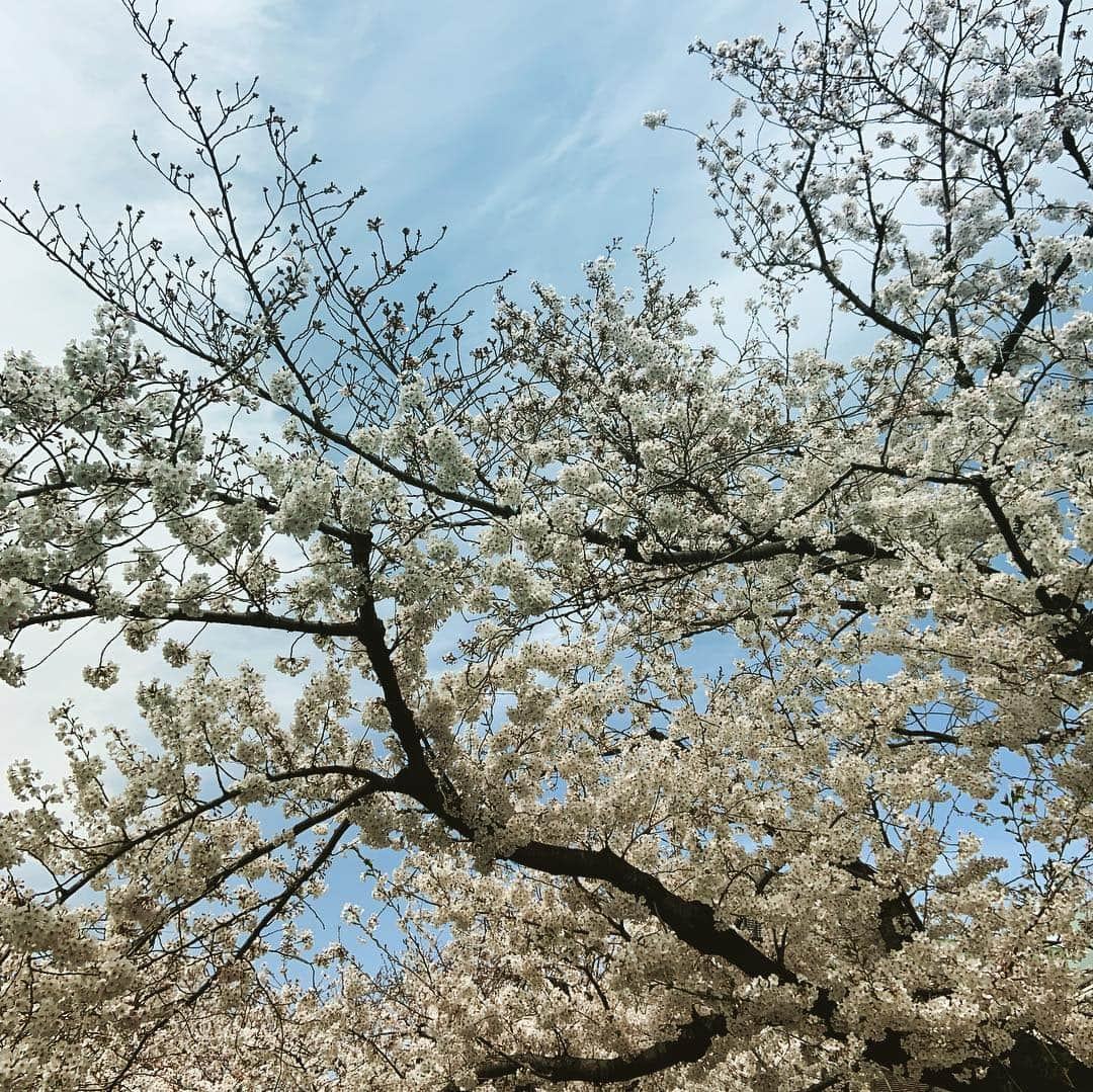 玉城ちはるさんのインスタグラム写真 - (玉城ちはるInstagram)「桜はどうしてこんなにも綺麗なんだろぅ  #桜 #人生を考えたくなる #救われる」4月5日 22時24分 - chiharu_tamaki