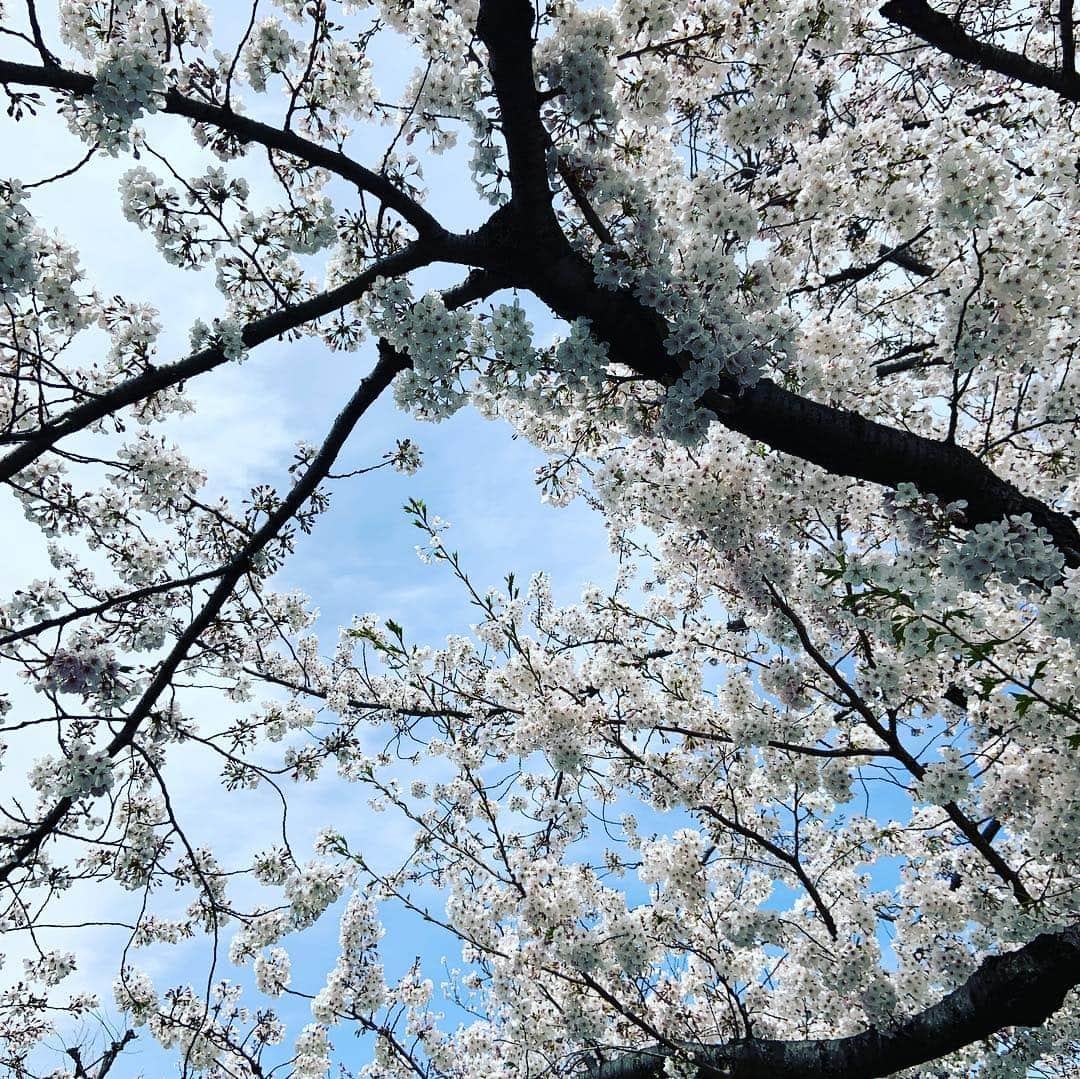 玉城ちはるさんのインスタグラム写真 - (玉城ちはるInstagram)「桜はどうしてこんなにも綺麗なんだろぅ  #桜 #人生を考えたくなる #救われる」4月5日 22時24分 - chiharu_tamaki