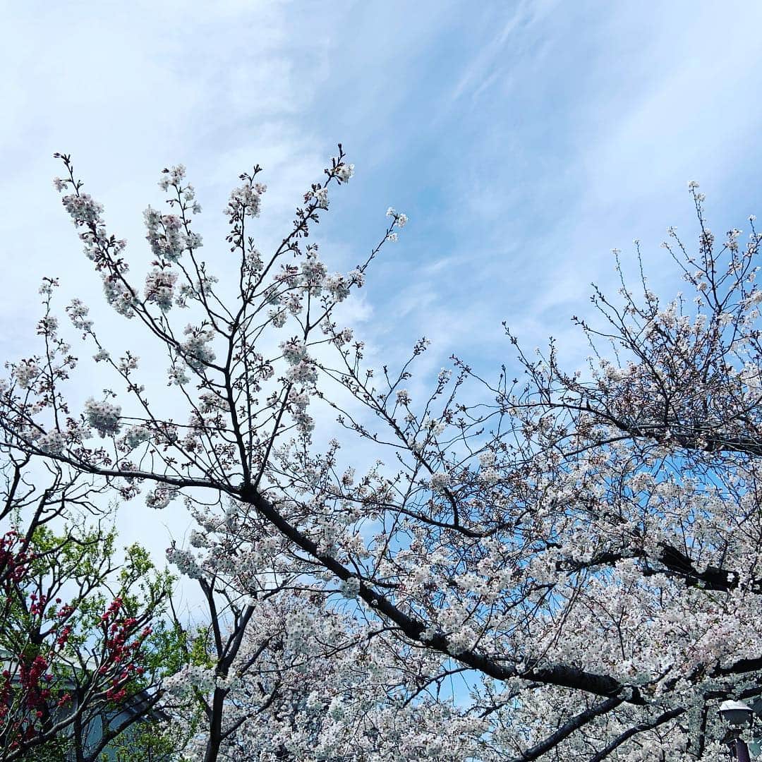 玉城ちはるさんのインスタグラム写真 - (玉城ちはるInstagram)「桜はどうしてこんなにも綺麗なんだろぅ  #桜 #人生を考えたくなる #救われる」4月5日 22時24分 - chiharu_tamaki