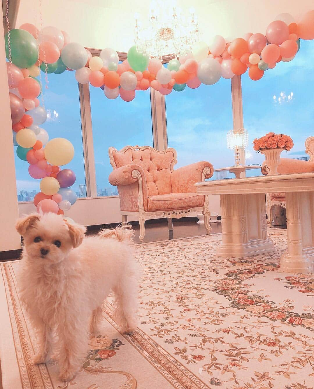 寿リリカさんのインスタグラム写真 - (寿リリカInstagram)「♡ 🎈バルーンアーチ🎈 Easterパステルカラーにしてもらったの💓🥚🐰💓 イースターエッグみたい🥚💕 ♡ @aniplaballoon さん🎈いつも可愛い飾り付けありがとうございます💓💖💓💖 ♡ @himekai_princess 姫会でもお世話になります💕💕👸 ♡ #イースター #イースターエッグ #イースターパーティー #バルーンアーチ #バルーンアート #バルーン装飾  #easter #easteregg #easterparty #easterdecoration #balloon #balloonart #balloongarland」4月5日 22時32分 - ririkakotobuki