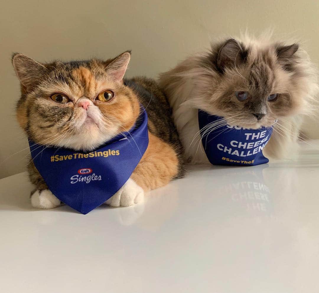 Tinaのインスタグラム：「Wheezy survived the cheese challenge and George completely dodged it! 😹🧀 #SaveTheSingles @kraft.singles」