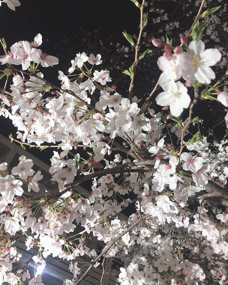 山本ひかるさんのインスタグラム写真 - (山本ひかるInstagram)「綺麗なり(´；ω；｀) 毎年こんな綺麗なのがみれるなんて、日本人でよかった💕幸せ❤️ #sakura#🌸#桜#夜桜」4月5日 22時40分 - hikaru0228yamamoto
