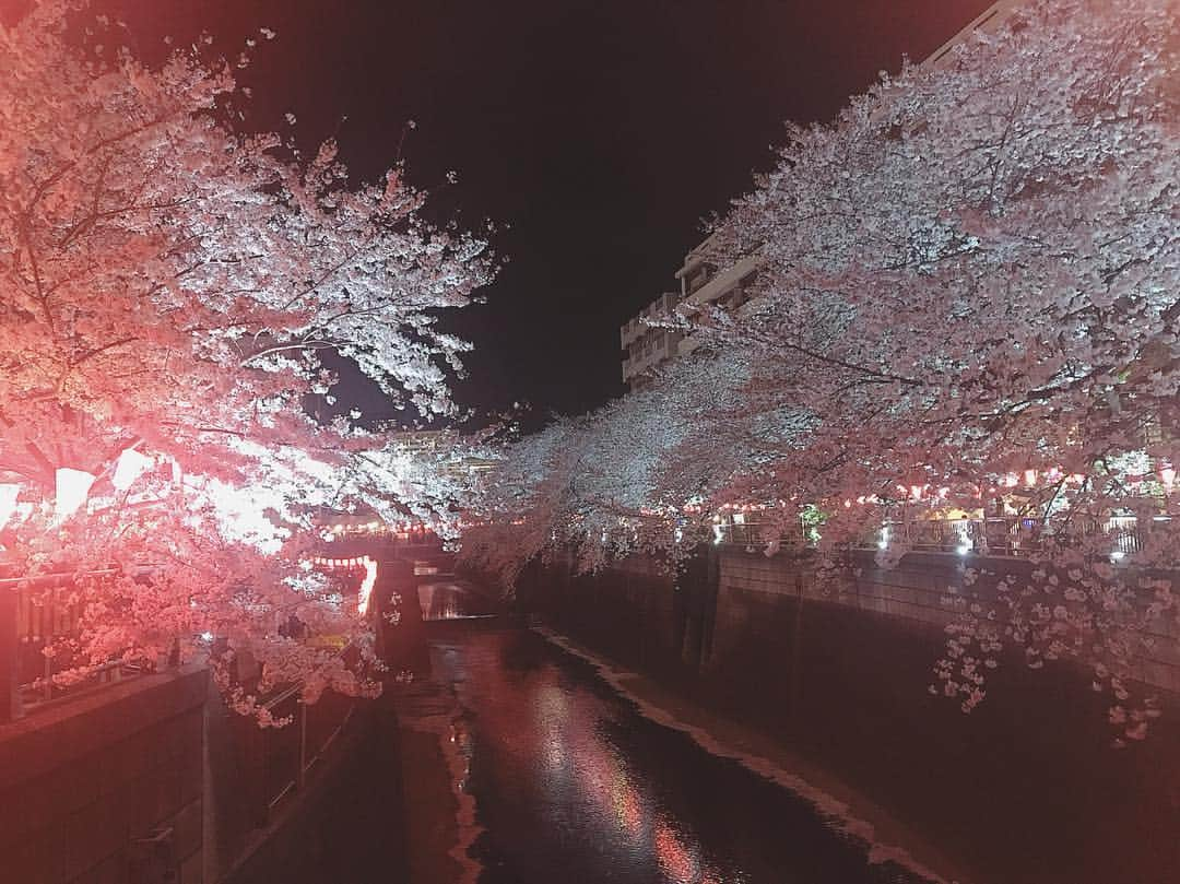 百瀬ひとみさんのインスタグラム写真 - (百瀬ひとみInstagram)「目黒川で夜桜🌸  よし、今日からいろいろ切り替えて 頑張っていこう！  #中目黒 #目黒川 #夜桜 #花見」4月5日 22時42分 - hitomi__momose