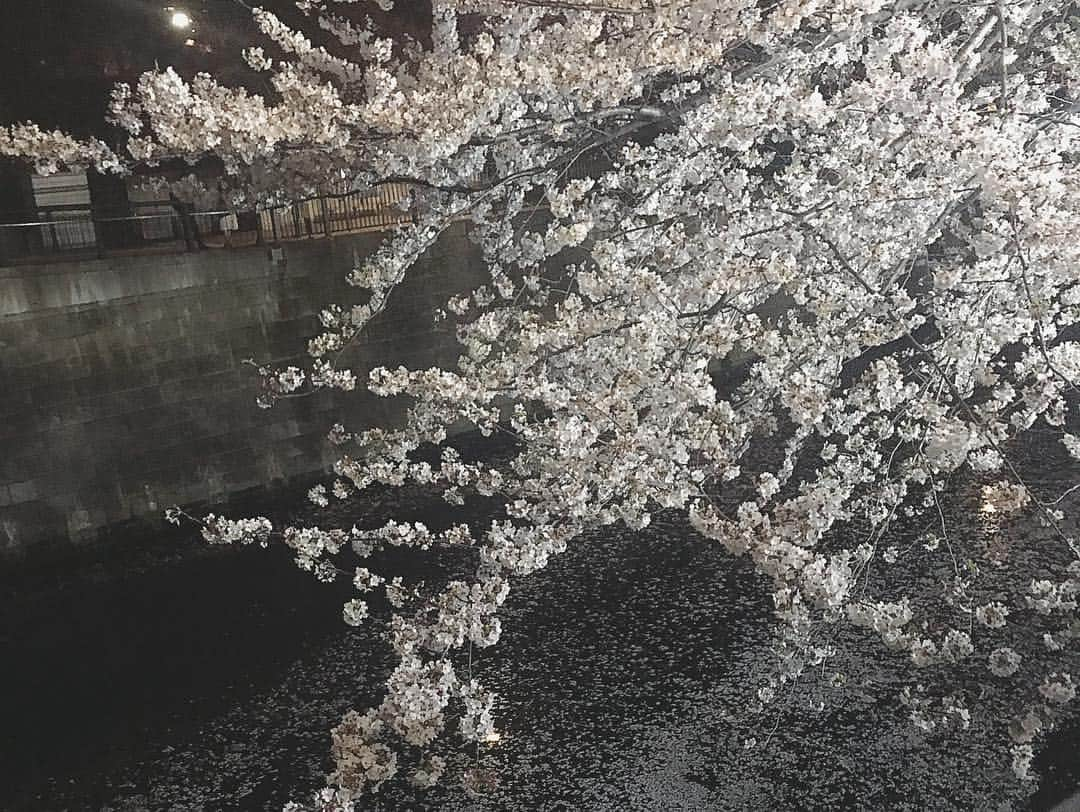 百瀬ひとみさんのインスタグラム写真 - (百瀬ひとみInstagram)「目黒川で夜桜🌸  よし、今日からいろいろ切り替えて 頑張っていこう！  #中目黒 #目黒川 #夜桜 #花見」4月5日 22時42分 - hitomi__momose