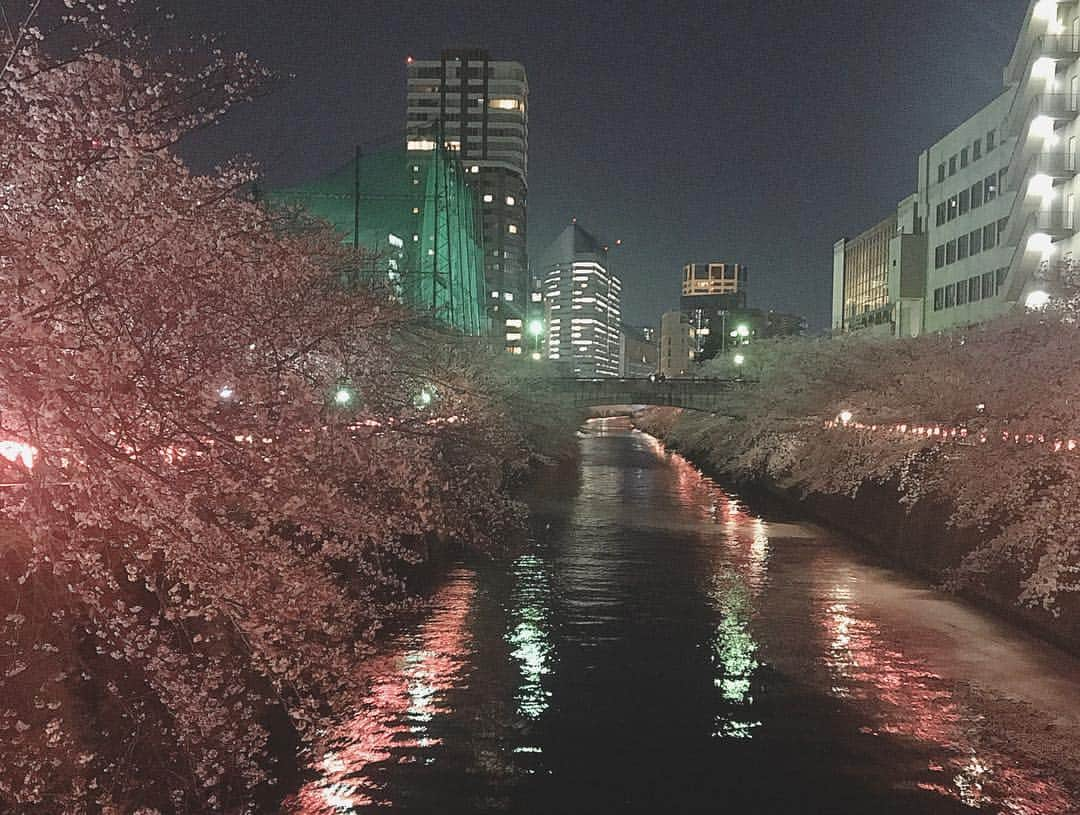 百瀬ひとみさんのインスタグラム写真 - (百瀬ひとみInstagram)「目黒川で夜桜🌸  よし、今日からいろいろ切り替えて 頑張っていこう！  #中目黒 #目黒川 #夜桜 #花見」4月5日 22時42分 - hitomi__momose