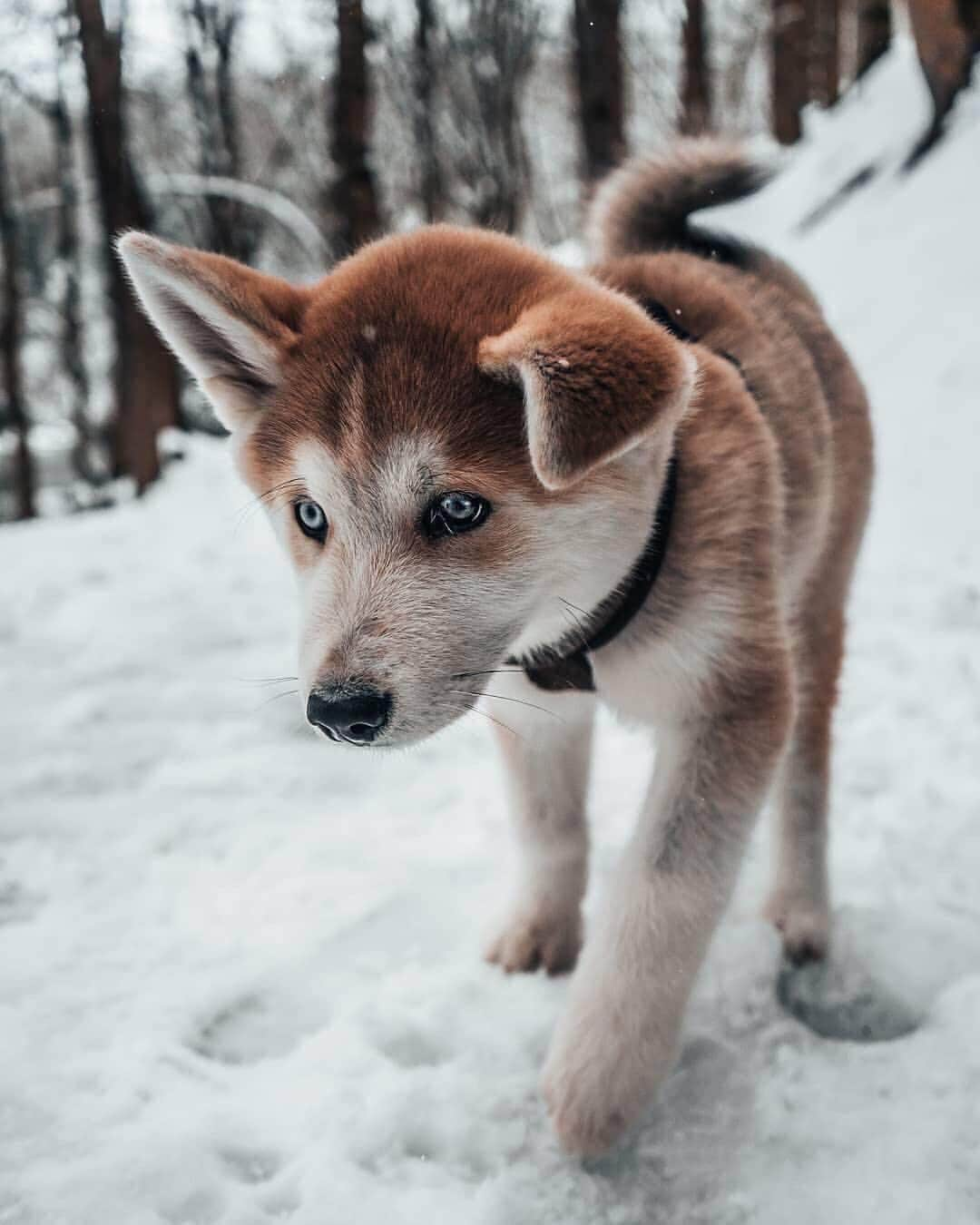 Canon Photographyさんのインスタグラム写真 - (Canon PhotographyInstagram)「On a scale of 1 to 10, how cute is this dog?  Photography | @white0visuals #dog #cute #adorable #snow #cold #spain」4月5日 22時54分 - cpcollectives