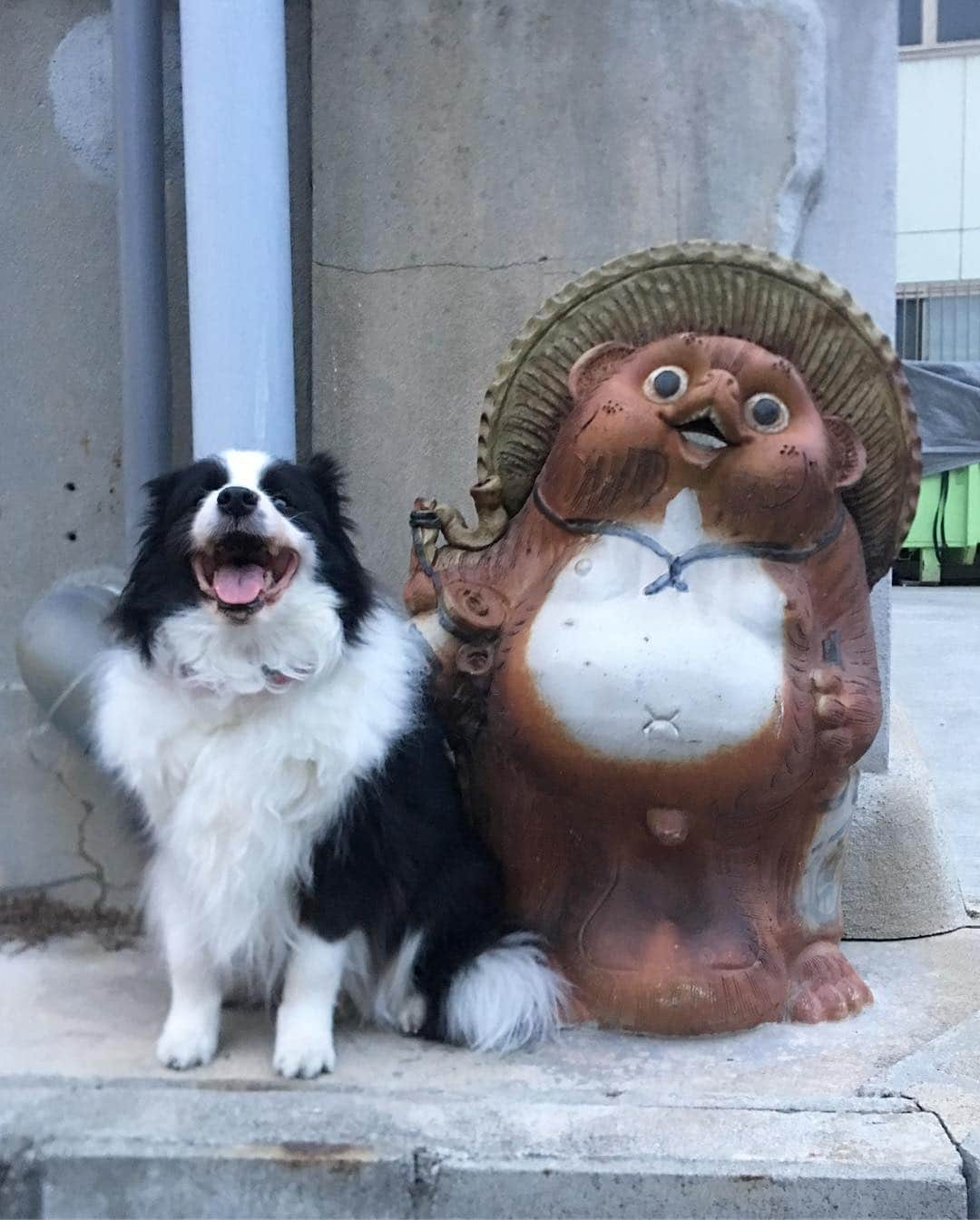 犬バカ部宣伝部長のインスタグラム