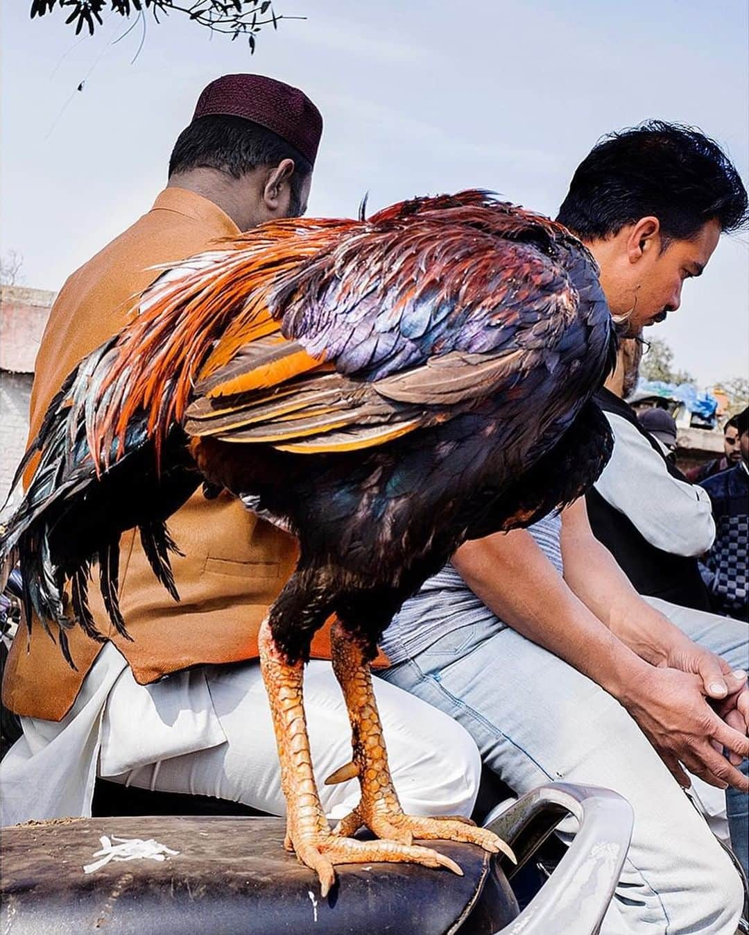 ライカさんのインスタグラム写真 - (ライカInstagram)「The streets of New Delhi, India are known for providing more than their fair share of bizarre and wonderful moments. Street photography pro Vineet Vohra (@vineet_vohra) has a natural talent for being in the right place at the right time, as proven by this great image shot with the Leica M10. Discover the Leica M10 for yourself via the bio link.  #LeicaCamera #Leica #🔴📷 #Leicagram #LeicaM #LeicaM10 #TheLeicaLook #Leica_World #LeicaWorld #LeicaClub #LeicaSociety #Leicaphoto #ShootLeicaPro #streetsofindia #lifeisstreet #streetphoto #streetphotography #everybodystreet」4月5日 23時00分 - leica_camera