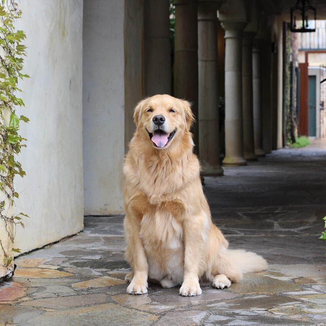DogsOf Instagramのインスタグラム：「STORY TAKEOVER! “Wine not follow me on my journey through Napa?” writes @goldenloutriever | Tap our Stories and get an inside look at Louie’s vacation in wine country! #dogsofinstagram」