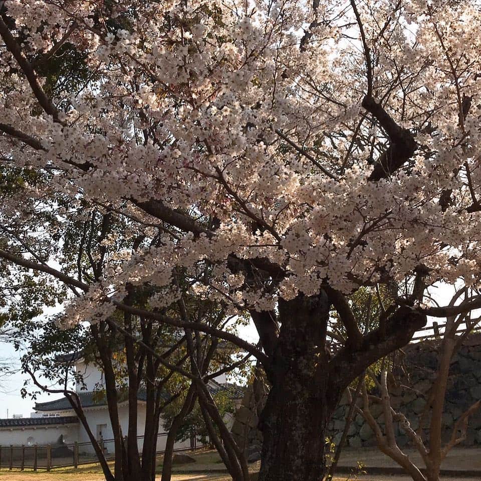 sdiningのグルメインスタ