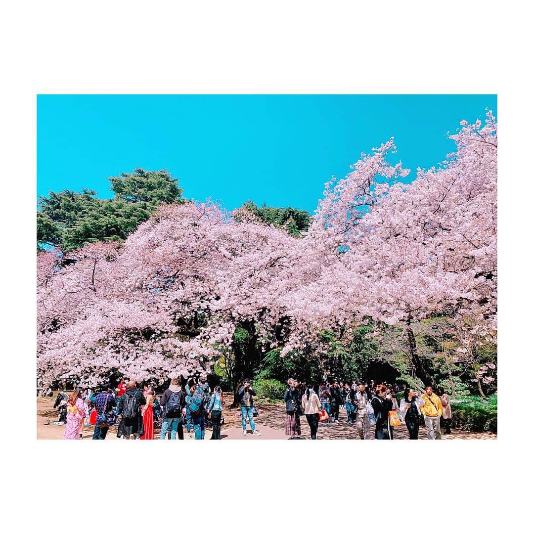 涼瀬みうとさんのインスタグラム写真 - (涼瀬みうとInstagram)「🌸🌸🌸🍡 ㅤㅤㅤㅤㅤㅤㅤㅤㅤㅤㅤㅤㅤ ㅤㅤㅤㅤㅤㅤㅤㅤㅤㅤㅤㅤㅤ #桜 #SAKURA #CherryBlossoms #벚꽃」4月5日 23時18分 - sanae3337777777