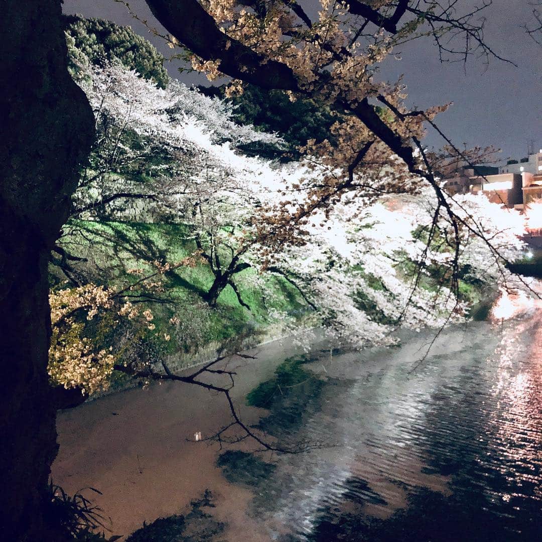 池田有希子のインスタグラム：「千鳥ヶ淵で夜桜れたのが良かったです。」