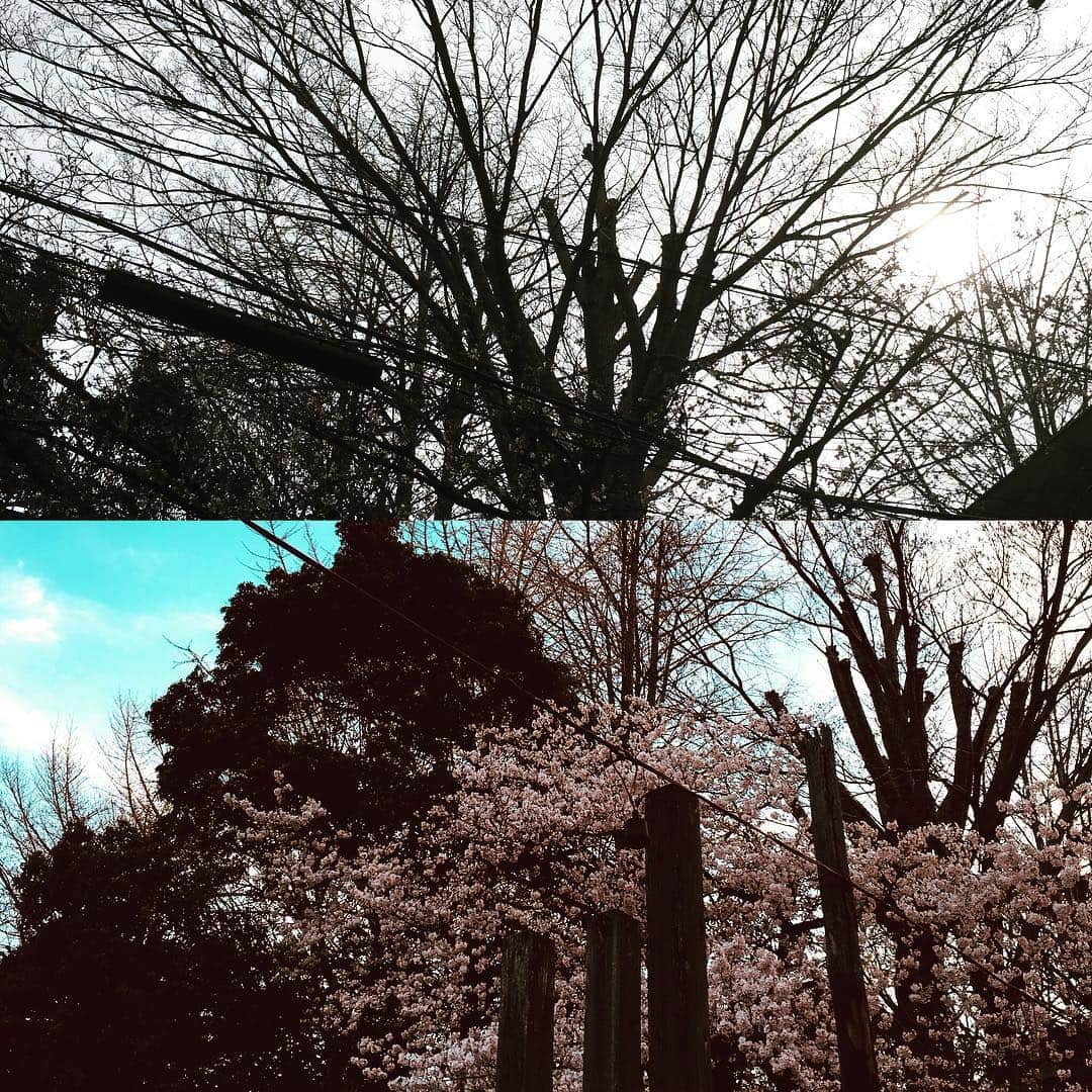 佐伯日菜子さんのインスタグラム写真 - (佐伯日菜子Instagram)「雪の降る道を2人で歩いたこと、君の部屋から見える桜の木に小さな花を見つけたこと、それからたくさんの桜が咲いたこと、君と過ごす時間が積もっていく。 半袖花火風がまた少し冷たくなって次に来る季節も君がいればいい。 この世界にいてくれればいい。 #散文  #妄想世界 #桜」4月5日 23時26分 - hinakosaeki