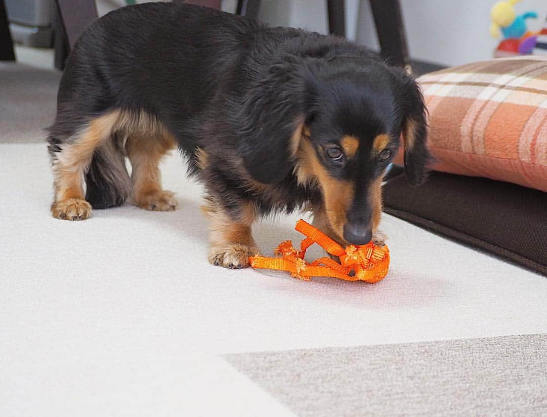 Sora Momoさんのインスタグラム写真 - (Sora MomoInstagram)「今日もにんじん🥕さん取り合いっこ🐶🐾🐶 ☺︎ にんじん🥕ってこんなだったっけ？🙄 ☺︎ 今日は大根さんとにんじんさんを編み直してジーンズ用の太い糸で縫いつけてほどけないようにしてみました 今のところ壊れてない😆👍 ☺︎ でも唐辛子🌶さんとナス🍆さんが😭 ☺︎ #ひっぱりっこ#取り合いっこ#取ったり取られたり#楽しそう#ももはずっとしっぽふりふり#すばしっこい黒いやつ#鈍臭い茶色#どんどんにんじんさんが壊れてるんですけど😭#破壊も共同作業#仲良し#そらともも #ダックス#ミニチュアダックス#ダックス多頭飼い #dachshund #miniaturedachshund」4月5日 23時19分 - teratera_sorapu_