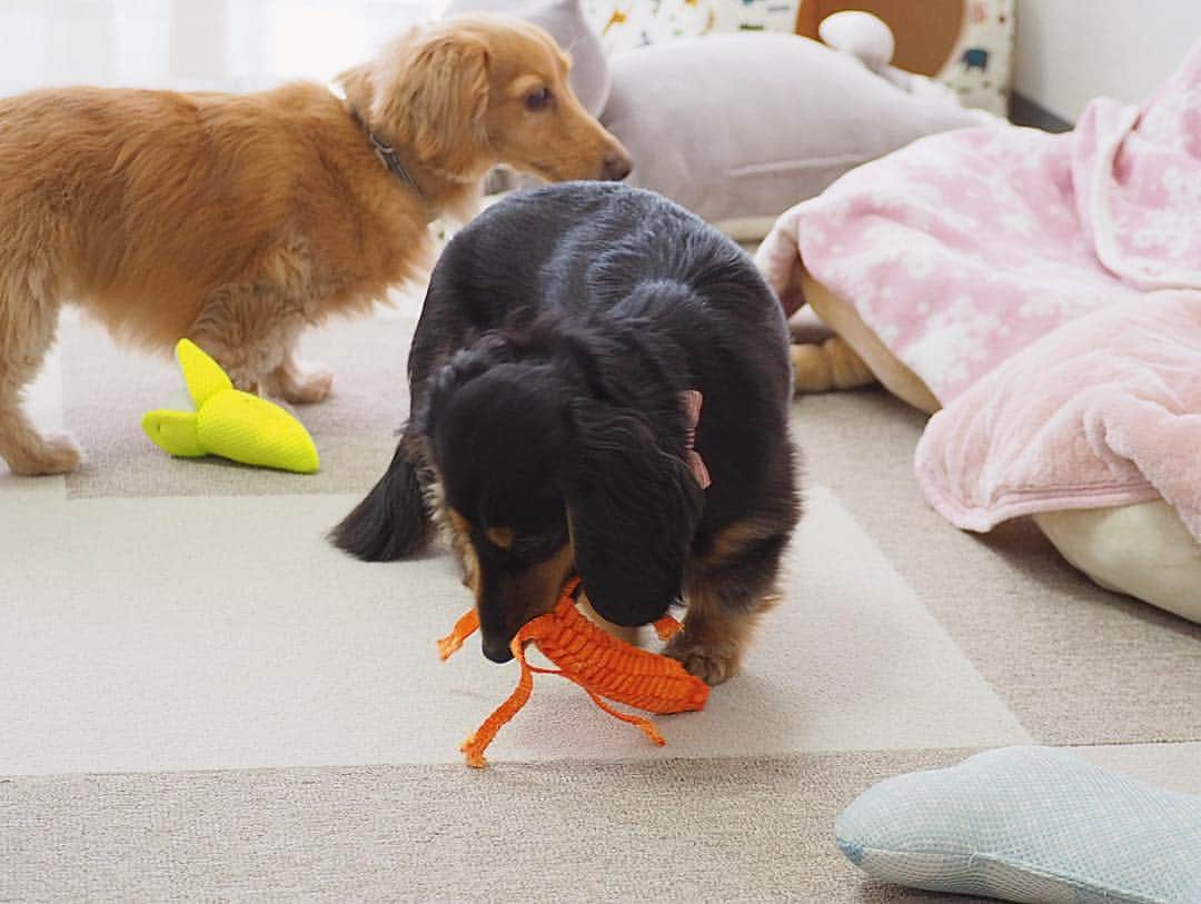 Sora Momoさんのインスタグラム写真 - (Sora MomoInstagram)「今日もにんじん🥕さん取り合いっこ🐶🐾🐶 ☺︎ にんじん🥕ってこんなだったっけ？🙄 ☺︎ 今日は大根さんとにんじんさんを編み直してジーンズ用の太い糸で縫いつけてほどけないようにしてみました 今のところ壊れてない😆👍 ☺︎ でも唐辛子🌶さんとナス🍆さんが😭 ☺︎ #ひっぱりっこ#取り合いっこ#取ったり取られたり#楽しそう#ももはずっとしっぽふりふり#すばしっこい黒いやつ#鈍臭い茶色#どんどんにんじんさんが壊れてるんですけど😭#破壊も共同作業#仲良し#そらともも #ダックス#ミニチュアダックス#ダックス多頭飼い #dachshund #miniaturedachshund」4月5日 23時19分 - teratera_sorapu_