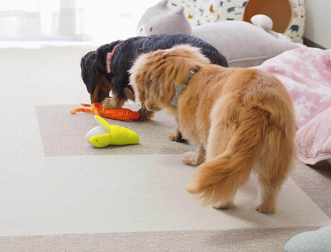 Sora Momoさんのインスタグラム写真 - (Sora MomoInstagram)「今日もにんじん🥕さん取り合いっこ🐶🐾🐶 ☺︎ にんじん🥕ってこんなだったっけ？🙄 ☺︎ 今日は大根さんとにんじんさんを編み直してジーンズ用の太い糸で縫いつけてほどけないようにしてみました 今のところ壊れてない😆👍 ☺︎ でも唐辛子🌶さんとナス🍆さんが😭 ☺︎ #ひっぱりっこ#取り合いっこ#取ったり取られたり#楽しそう#ももはずっとしっぽふりふり#すばしっこい黒いやつ#鈍臭い茶色#どんどんにんじんさんが壊れてるんですけど😭#破壊も共同作業#仲良し#そらともも #ダックス#ミニチュアダックス#ダックス多頭飼い #dachshund #miniaturedachshund」4月5日 23時19分 - teratera_sorapu_