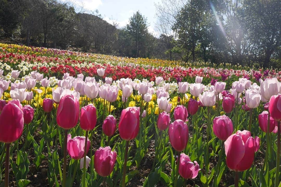 芳美リンさんのインスタグラム写真 - (芳美リンInstagram)「春なのでお花写真もう一つ💮  載せきれていなかった、 高知旅の思い出、、☺ #北川村モネの庭マルモッタン #チューリップ畑　が素敵でした✨  モネの絵をモチーフにした傘を二本買いました☺  P.S 引き続き、目指せスイスデリスアンバサダー✨ 公式アカウントに載っている、私の写真へのいいね、お願いいたします☺  @swissdelice_jp  すでにイイねしてくれた皆様、本当にありがとうございます✨ いつも感謝です、、✨ May I ask you a faver? Please press like to my Pic at @swissdelice_jp　♥  So l can be a  a Swissdelice ambassador. I would like to learn and share Swiss culture through my Outdoor life☺  #旅スタグラム#高知県　 #高知旅行#四国#四国旅行 #高知 #リョーマの休日 #旅したくなるフォト#japantrip #kochi  #travelstagram #旅人 #lynn_trip #旅 #instatrip #travelme #タビジェ二  #travel #trip #traveler #トラベラー#モネの庭#モネの庭マルモッタン #モネのフォトコン4」4月5日 23時22分 - lynn.lynn5