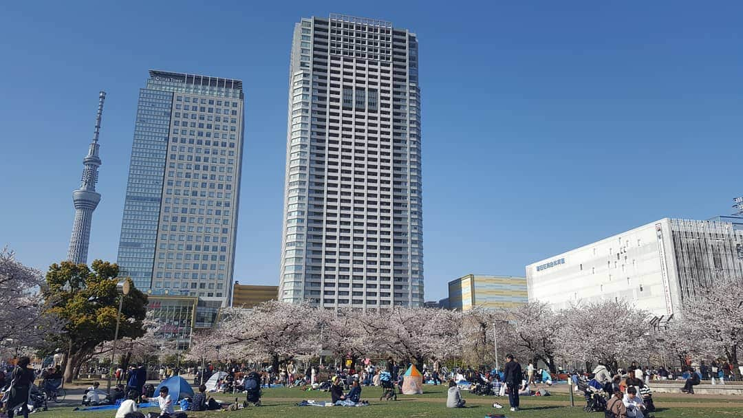 桑田ます似さんのインスタグラム写真 - (桑田ます似Instagram)「本日の錦糸公園です。」4月5日 23時24分 - masunikuwata