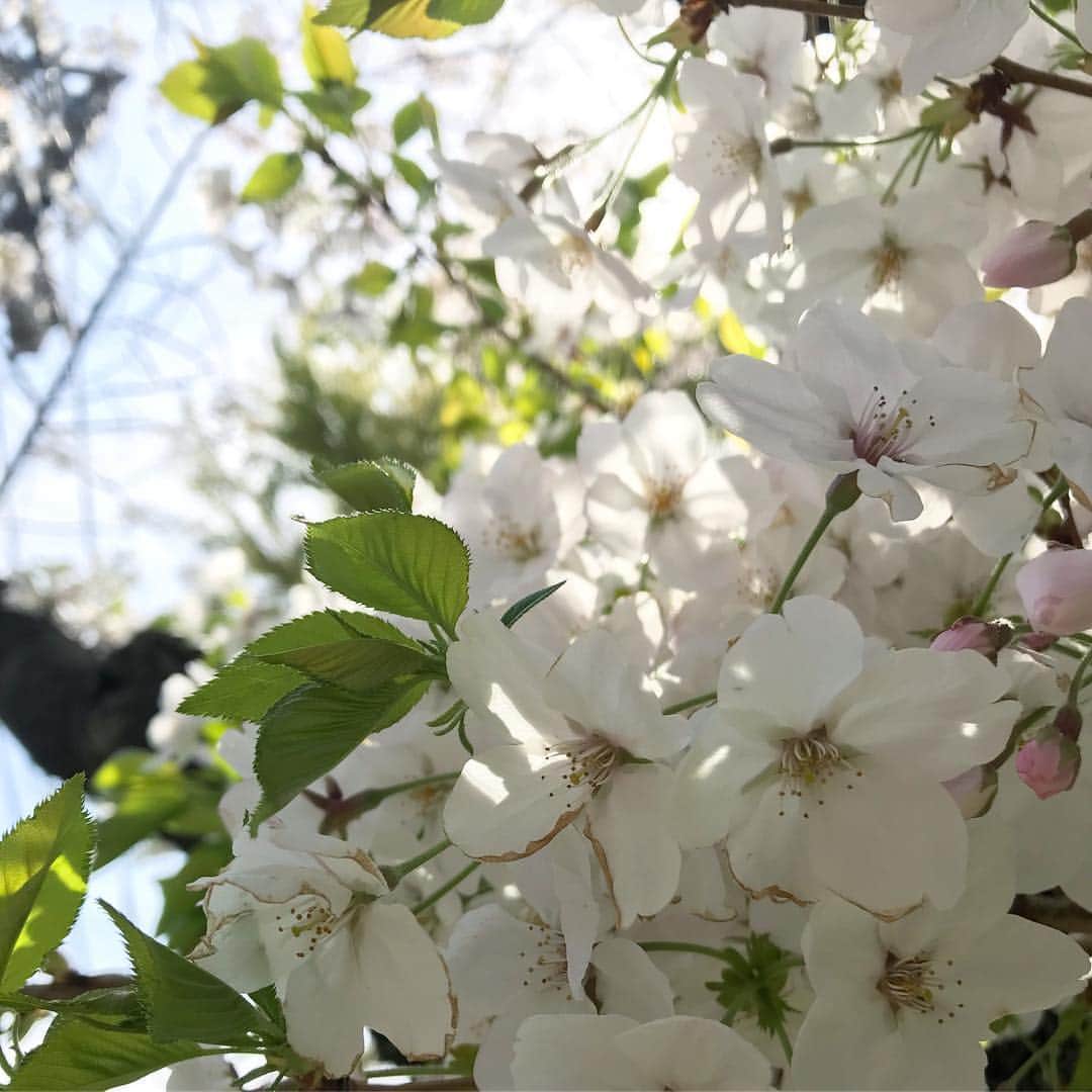 はたゆりこさんのインスタグラム写真 - (はたゆりこInstagram)「青空に桜が映えて本当に綺麗🌸 #モーニング娘 。の『さくら満開』が頭の中で流れてました🌸 ああ さくら満開〜 ねえ さくら満開 胸の中～(*´꒳`*) #桜の写真と見せかけて #最後にこっそり #チーズケーキ」4月5日 23時43分 - hatayuriko