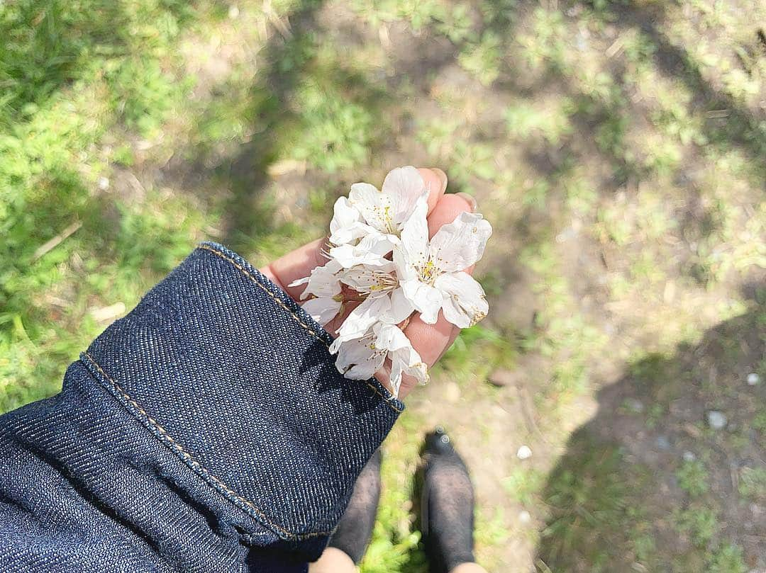 稲富菜穂さんのインスタグラム写真 - (稲富菜穂Instagram)「風が強かったから まとまって桜が落ちてきてた😭🌸. . あともう少し頑張れ桜🌸. . #桜 #桜吹雪 #お花見 #お花見日和 #sakura #osaka #🌸」4月5日 23時44分 - inatomi74