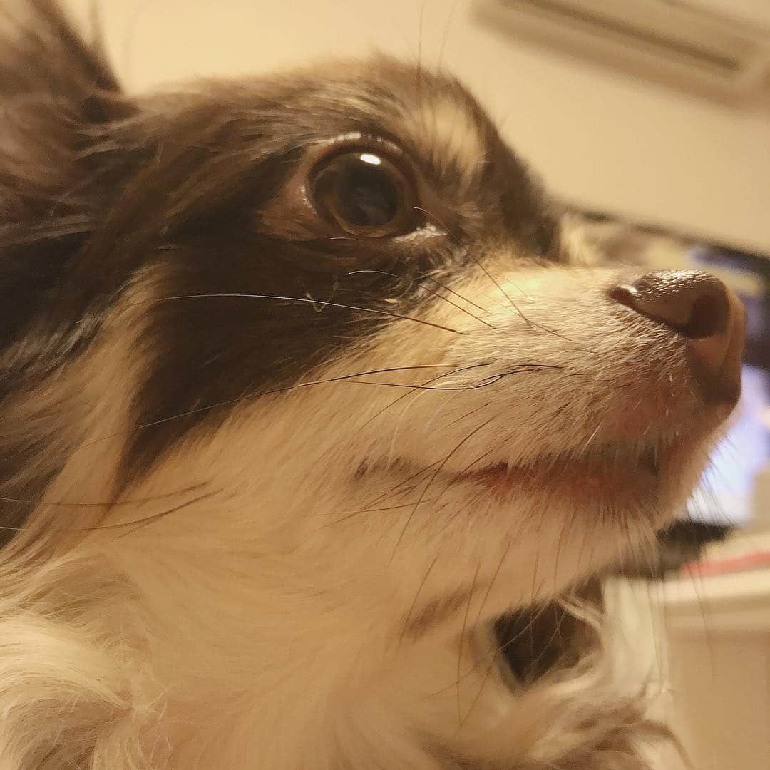 福田朱子さんのインスタグラム写真 - (福田朱子Instagram)「*ℋᵅᵖᵖᵞℬⁱʳᵗᑋᵈᵃᵞ* . ❤️Bunny❤️ . 6歳です🎂✨ . 99パー吠えない、噛まない。 お利口さん過ぎるチワワです❤️ 甘えん坊❤️ 番犬にはなれません❤️ . 長生きしてね🍀 2019.4.5 . #mydog #birthday #おめでとう #myfamily #bunny #福田さん家のbunnyちゃん #chiwawa #chocolate #チョコタンホワイト #チワワ #お利口さん #誕生日 #6歳 #女の子」4月5日 23時37分 - syuko29