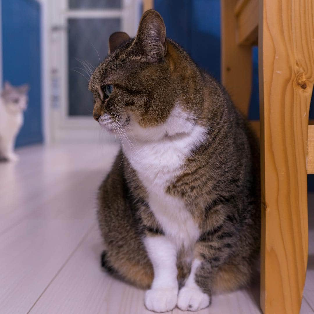 Sakiさんのインスタグラム写真 - (SakiInstagram)「* Ruby: "Is she behind me........?" . ルビー:「う、、、、後ろに気配！」 #元野良猫部 #元野良もカワイイ説普及隊 *」4月5日 23時41分 - rubyeve12