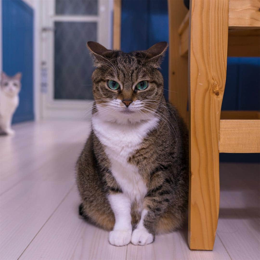 Sakiさんのインスタグラム写真 - (SakiInstagram)「* Ruby: "Is she behind me........?" . ルビー:「う、、、、後ろに気配！」 #元野良猫部 #元野良もカワイイ説普及隊 *」4月5日 23時41分 - rubyeve12