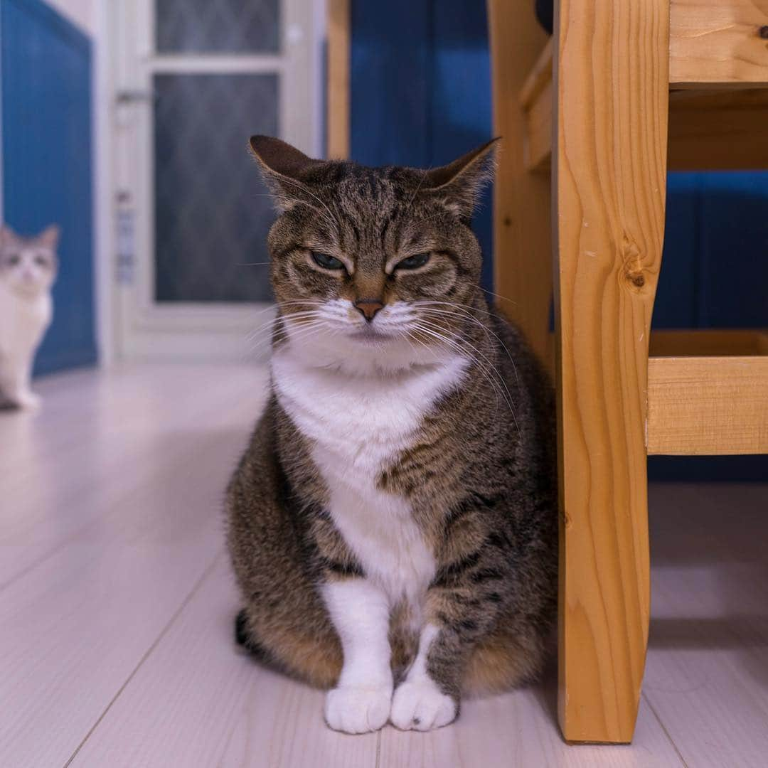 Sakiさんのインスタグラム写真 - (SakiInstagram)「* Ruby: "Is she behind me........?" . ルビー:「う、、、、後ろに気配！」 #元野良猫部 #元野良もカワイイ説普及隊 *」4月5日 23時41分 - rubyeve12