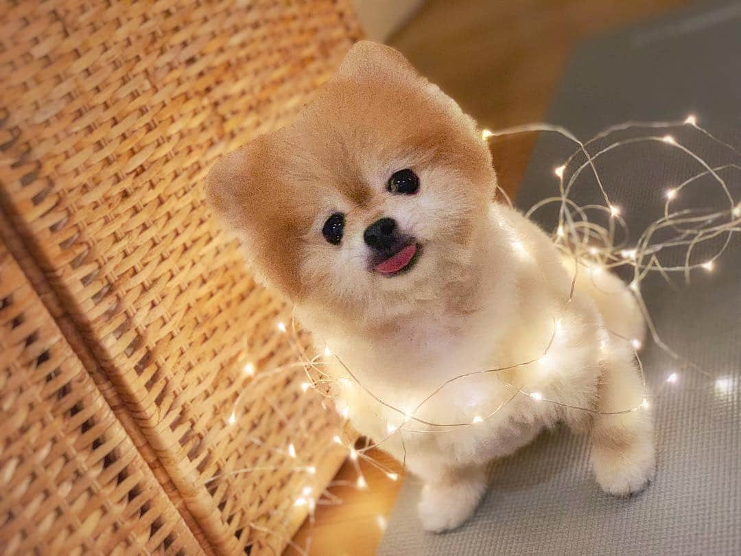 Ella Chuffyさんのインスタグラム写真 - (Ella ChuffyInstagram)「Full power...done charging up!! 🤗🥰 let’s play!!! . . . . . . . . . #ellachuffy #pet #petstagram #pomeranianpage #pomeraniansofinstagram #teacuppoms #cutedogs #pomeranian_lovers #pomeranianlife #pomeranianworld #teddybeardog #pomeranian #puppylove #aplacetolovedogs #dogoftheday #justpomeranians #fluffypack #dogoftheday #anmlsposts #thedailypompom #picoftheday #iflmdog #犬 #everydaydoglover #puppy #pompom」4月5日 23時48分 - missdiad