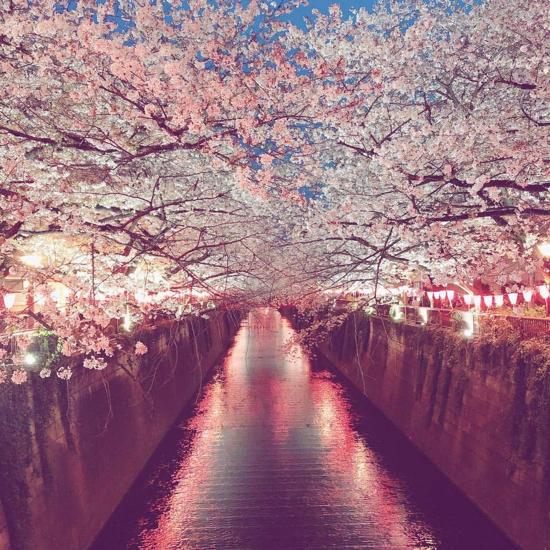 高橋里帆さんのインスタグラム写真 - (高橋里帆Instagram)「やっと夜桜見に来れました✨  川に移る桜も綺麗で🌸 本当この季節が好き😊  #桜#夜桜#中目黒#お花見#綺麗」4月6日 0時01分 - takahashi.riho