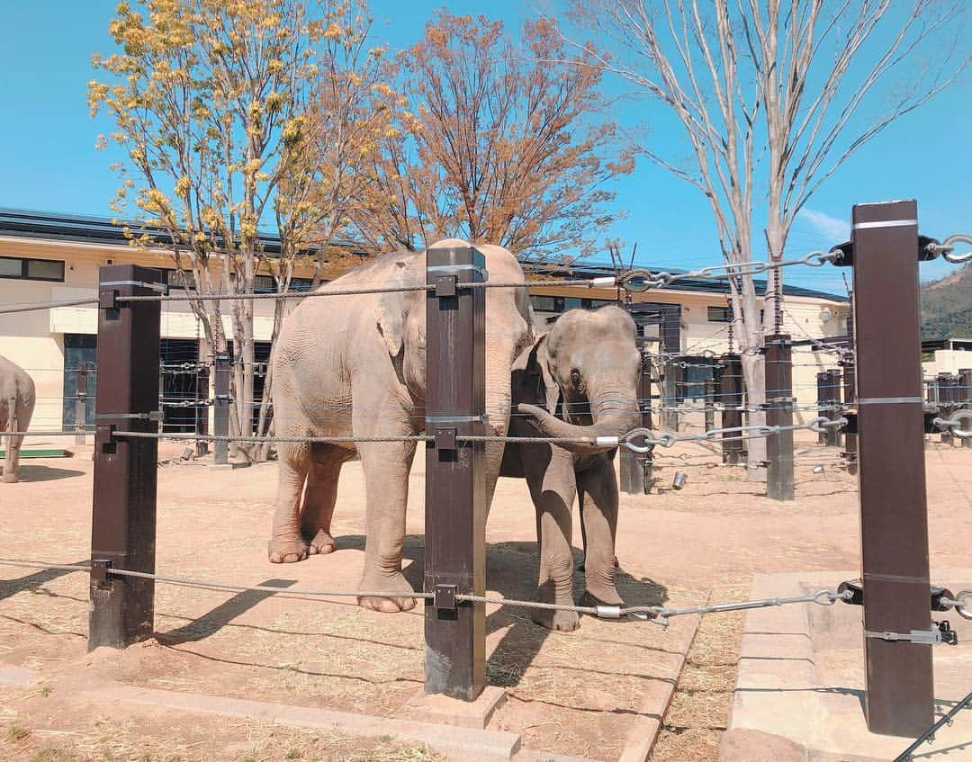 空さやかさんのインスタグラム写真 - (空さやかInstagram)「* 愛生がだいすきな京都市動物園へ。 * 好きな動物は、「ぞうしゃん！🐘きりんしゃん！🦒」 今日どの動物が一番楽しかったかは「ライオンしゃん！🦁」と答えてましたw ライオンはただ寝転がってただけやったのに🙄 * 尊は終始zzz😪 動物のウィルスをもらって免疫を高める目的は達成。 * 個人的には、至る所に桜🌸が咲いていて嬉しかった♡ ようやく暖かくなってきたしピクニックやらお出かけやらたくさんしたいねー♪ * * #animals #zoo #kyoto #京都市動物園 #動物園デビュー #桜🌸」4月5日 23時55分 - sky_sayaka