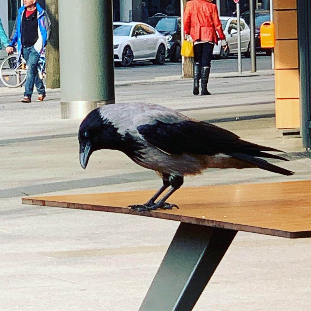 藤原ヒロシさんのインスタグラム写真 - (藤原ヒロシInstagram)「シャチ系カラス」4月5日 23時56分 - fujiwarahiroshi