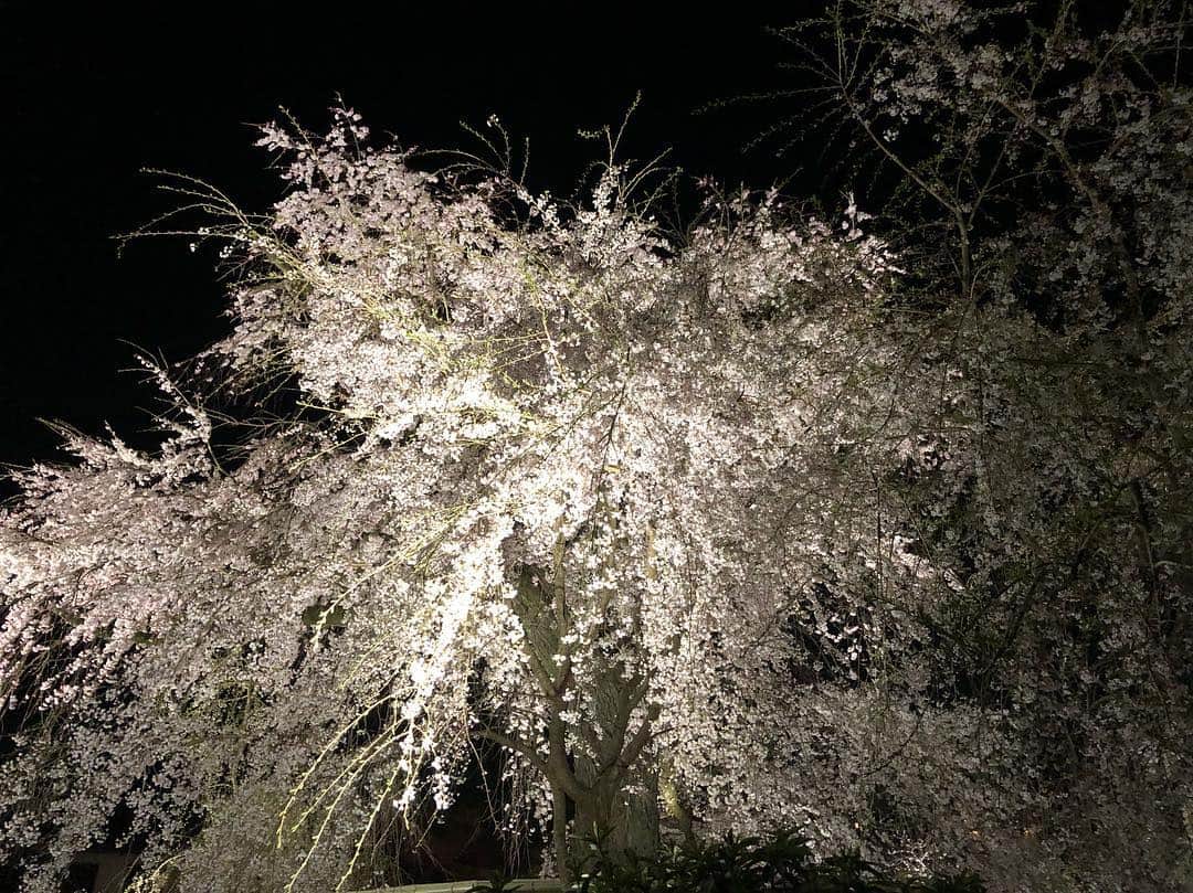 HIZAKIさんのインスタグラム写真 - (HIZAKIInstagram)「みんなで桜を見に行きました。」4月6日 0時05分 - hizaki_official