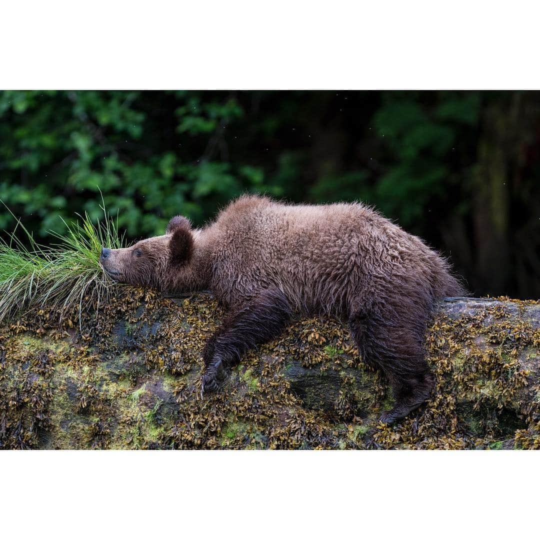 National Geographic Creativeさんのインスタグラム写真 - (National Geographic CreativeInstagram)「What's your favorite photo? Check out what caught our eye in this week's selection of #WhatWeLiked from the Image Collection editors | #RedFox by @robbiengs | #SpottedOwl by @joelsartore | #GrizzlyBear by @neileverosborne | #Horseback by @melissafarlow」4月6日 0時13分 - natgeointhefield