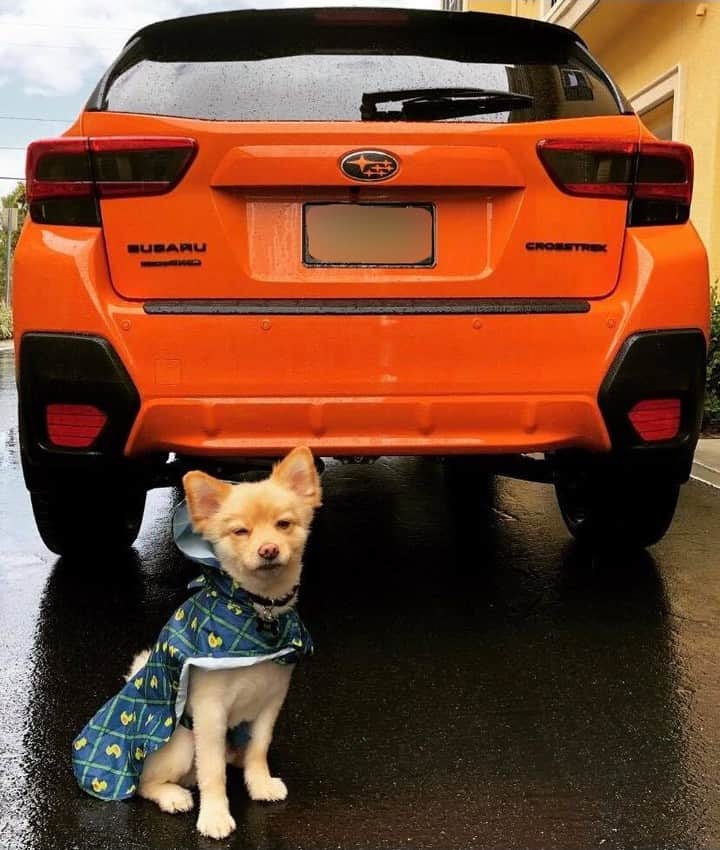 Subaru of Americaさんのインスタグラム写真 - (Subaru of AmericaInstagram)「Is your pet the next #FurryFanPhotoFriday? Tag us and you could be featured! #SubaruLovesPets (📸: @_andrealynn)」4月6日 0時16分 - subaru_usa